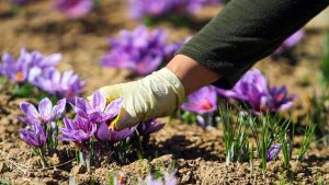 افزایش کیفیت و حذف واسطه‌ها با عرضه زعفران در بورس کالا