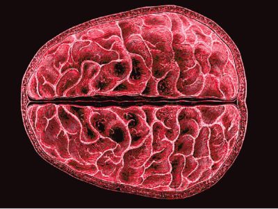 اولین شواهد از تغییرات ساختاری مغز در طول قاعدگی