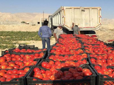 صادرات ۲۷۰ هزار تن محصولات کشاورزی از کردستان